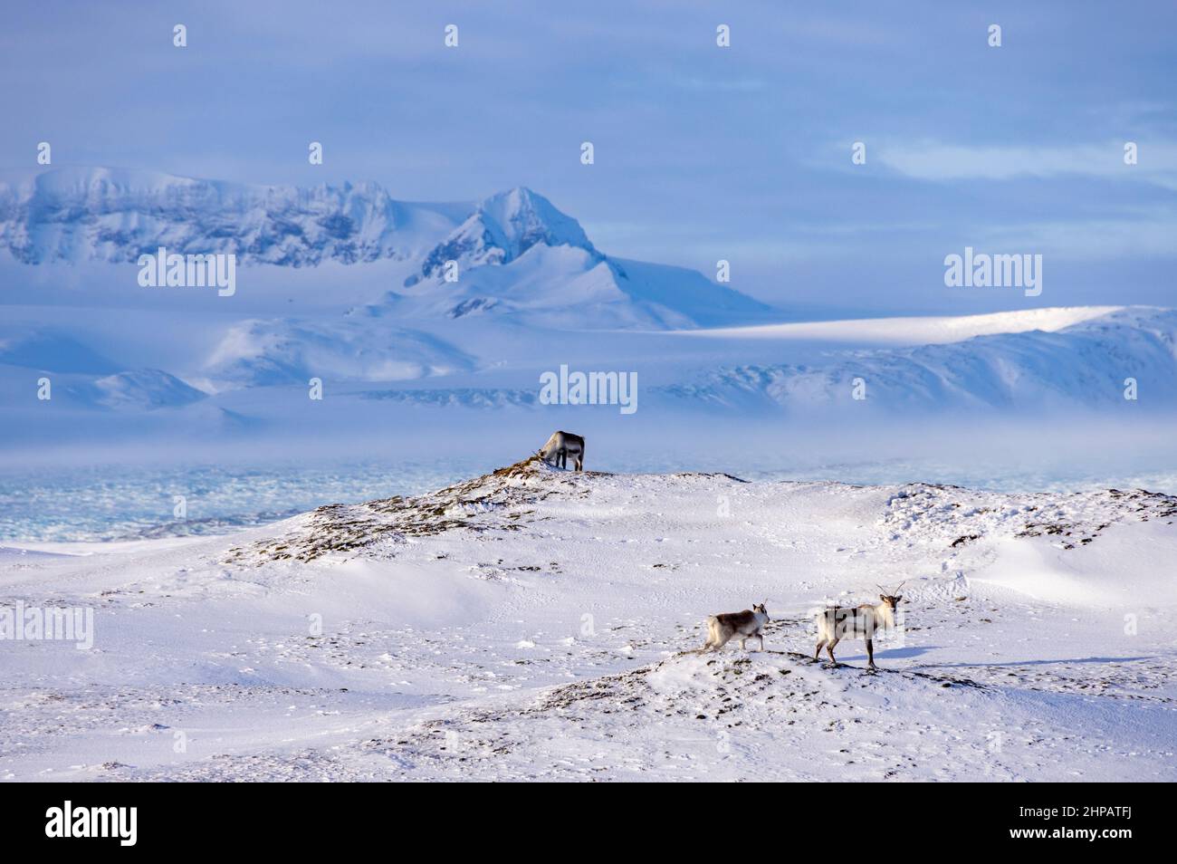 Renne pascolo in inverno, Sudursveit, Islanda sud-orientale Foto Stock