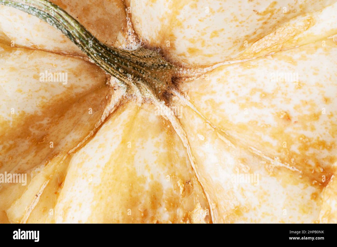Particolare della testa di zucca gialla, peduncolo, pori e struttura superficiale, dettaglio. Foto Stock