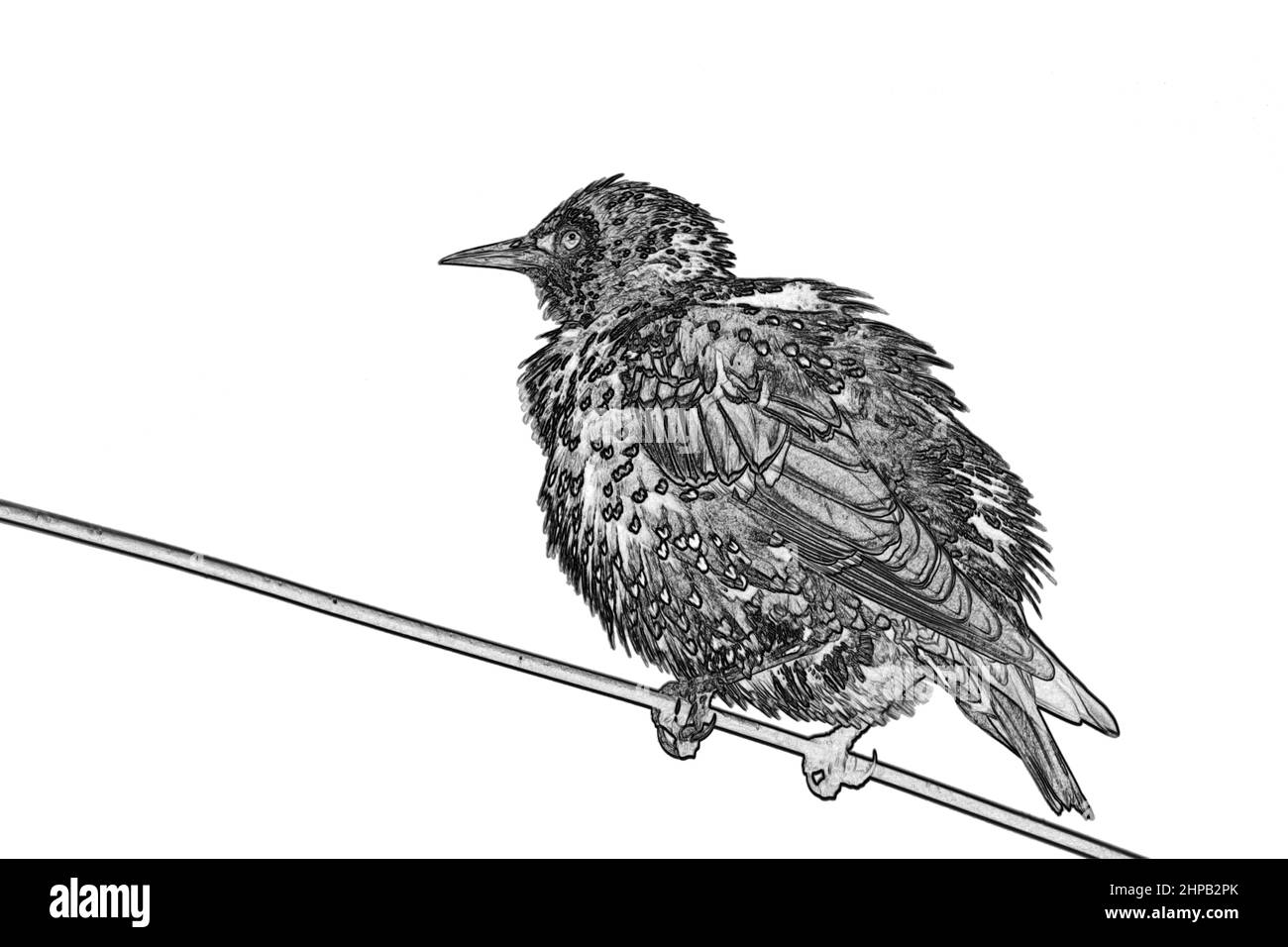 Lo starling comune (Sturnus vulgaris), noto anche come la starling europea o nelle isole britanniche solo la starling, è un uccello passerino di medie dimensioni Foto Stock