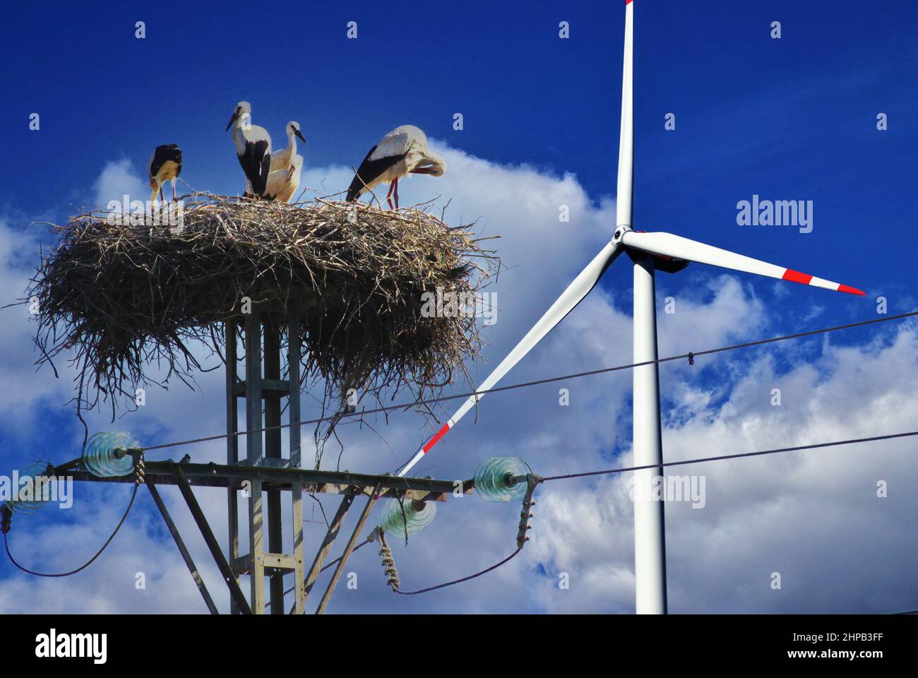 Visualizza il nido di cicogna con la famiglia su albero di potenza ad alta corrente e turbina eolica contro il cielo blu - Green Environmentally friendly Energy concept Foto Stock
