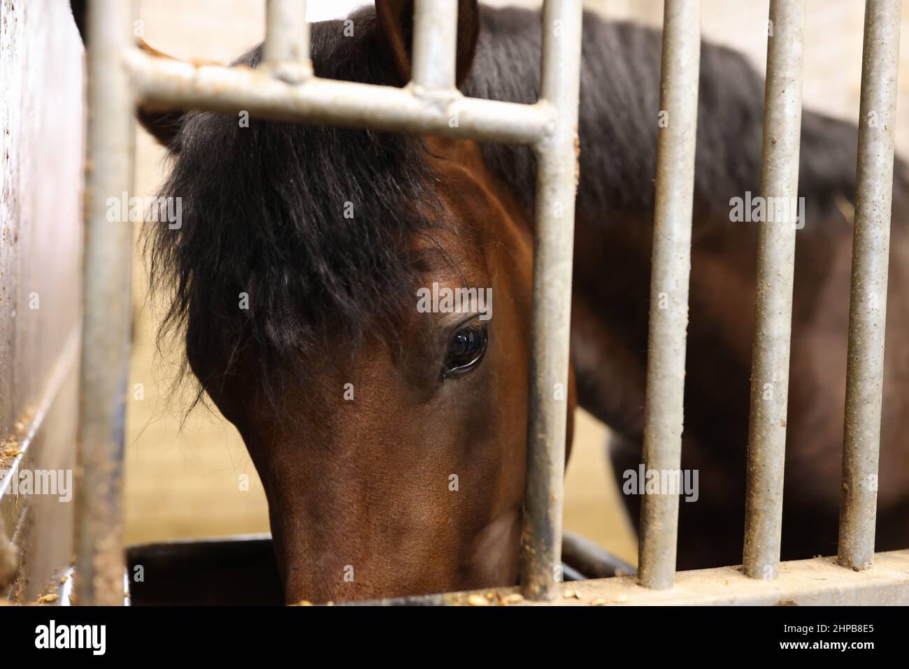 Il cavallo di baia mangia in alimentatore mentre sta in piedi in stallo Foto Stock
