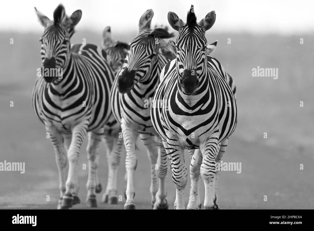 Pianura Zebra, Sudafrica Foto Stock