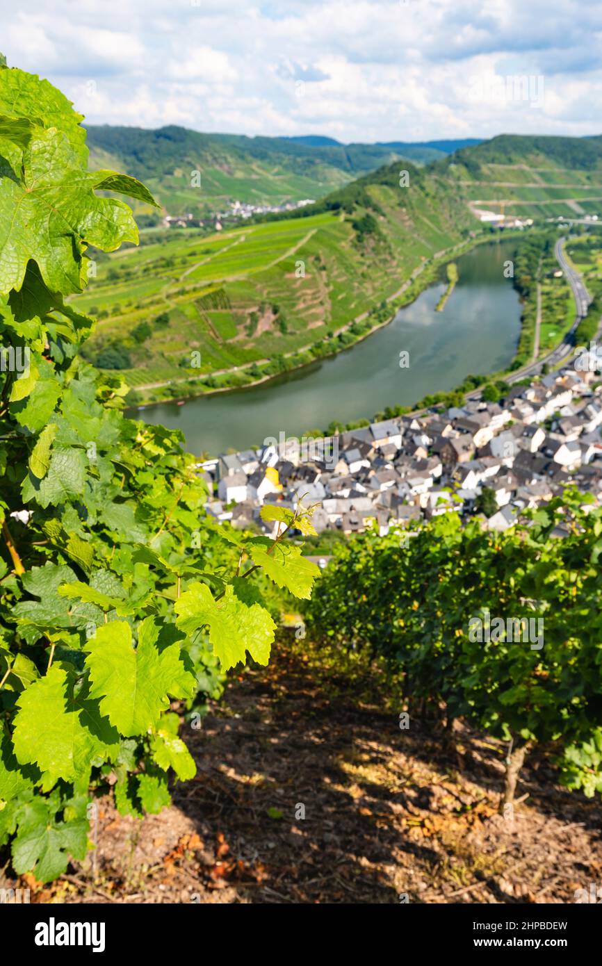 Vista dei vigneti di fronte a un meandro o riverbend del fiume Mosella nel villaggio Eifel di Bremm in Germania in estate con particolare attenzione in primo piano. Foto Stock