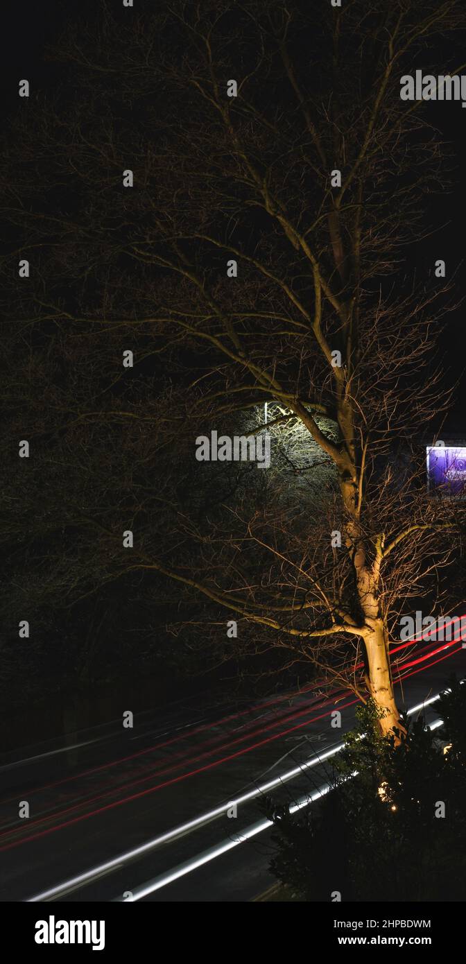 Albero illuminato di notte con traffico sottostante Foto Stock