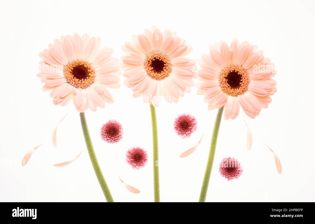 Natura morta floreale con gerberi pastello, petali e Chrysanthemums viola Foto Stock