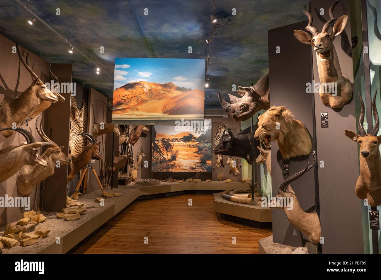 Raccolta di trofei di caccia esotici nel Museo della caccia e dell'equitazione nel Parco reale Lazienki di Varsavia, Polonia. Foto Stock