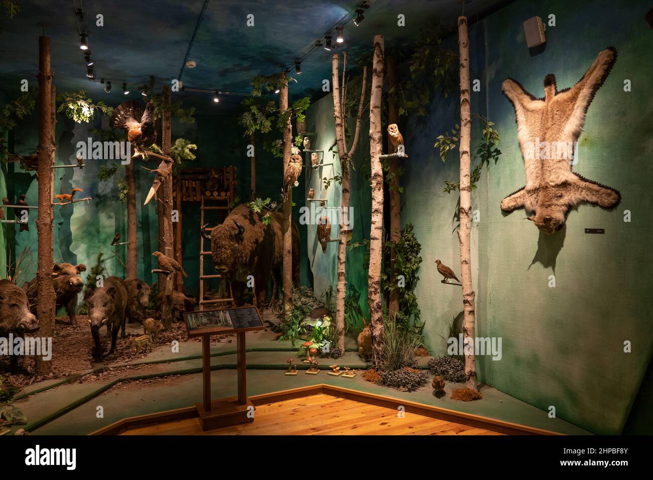 Collezione di mammiferi e uccelli che vivono nei boschi, mostra al Museo della Caccia e dell'Orsemanship nel Parco reale Lazienki di Varsavia, Polonia. Foto Stock