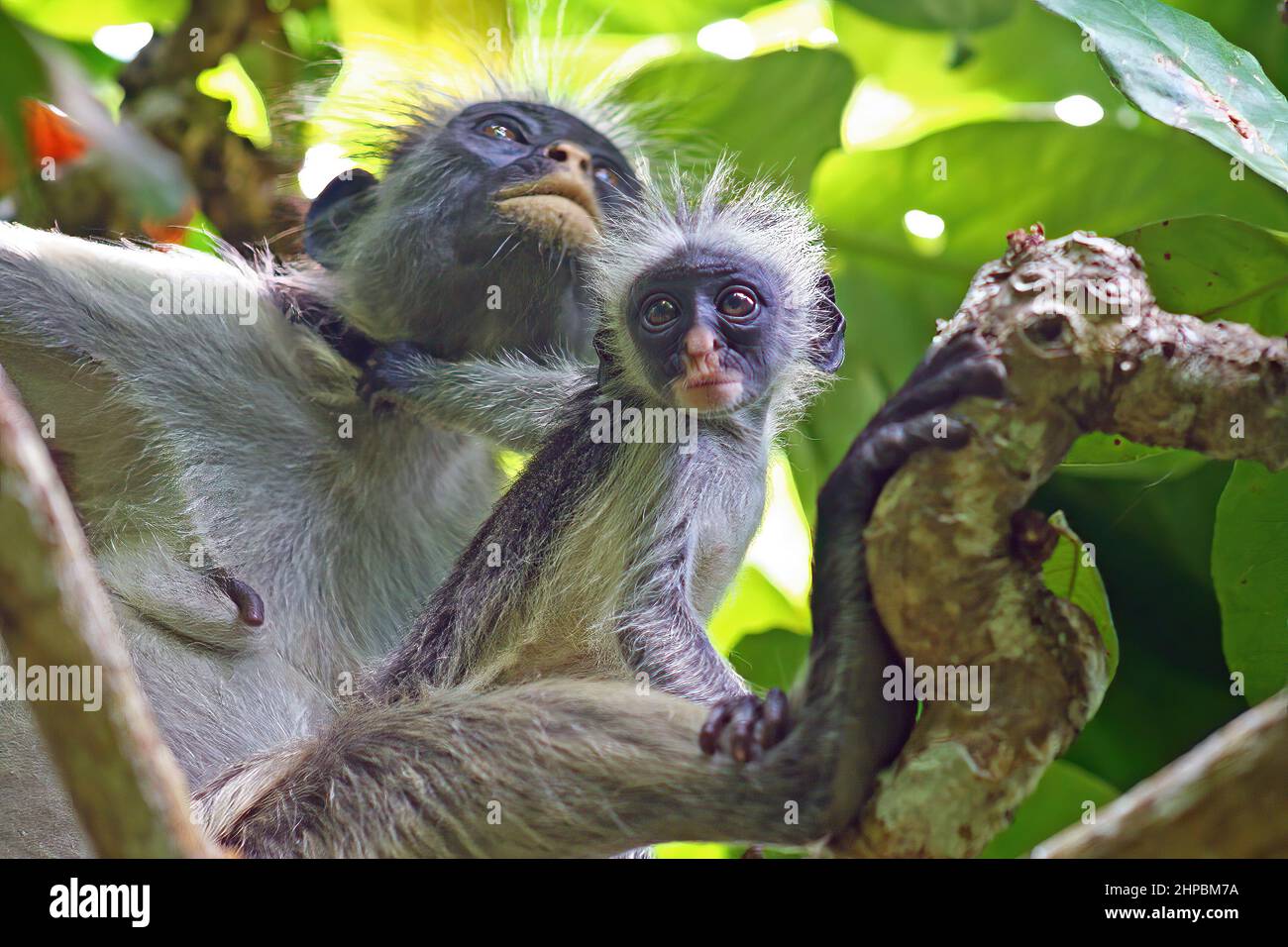 Ritratto di scimmie colobus rosse (Piliocolobus, Procolobus kirkii) madre e bambino seduto su ramo d'albero, guardando in macchina fotografica - Jozani Foresta, Zanzibar Foto Stock