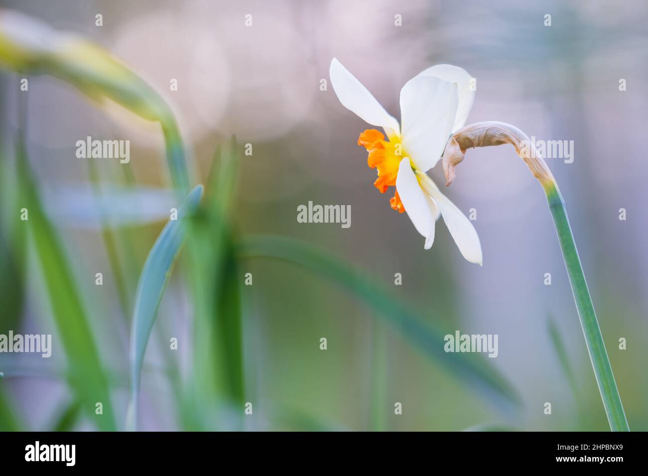 Bianco daffodil, Poeticus daffodil, Narcissus poeticus Actaea, fiore in primavera. Sfondo sfocato e bokeh. Foto Stock
