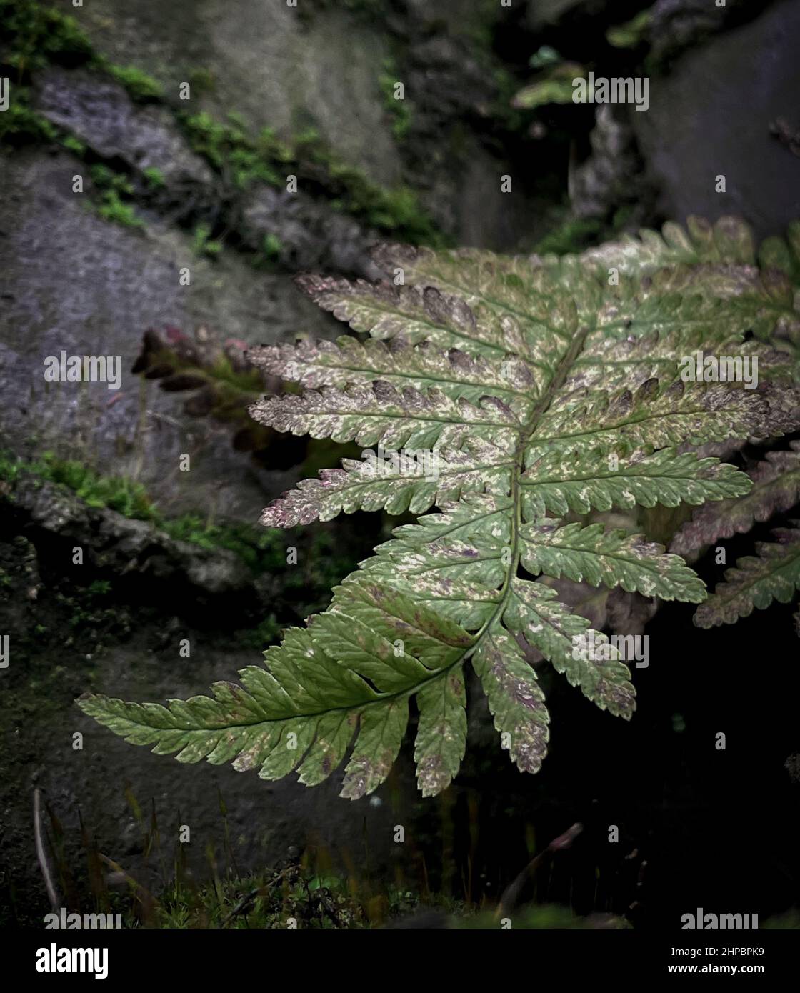 foglia fern contro un muro di mattoni Foto Stock