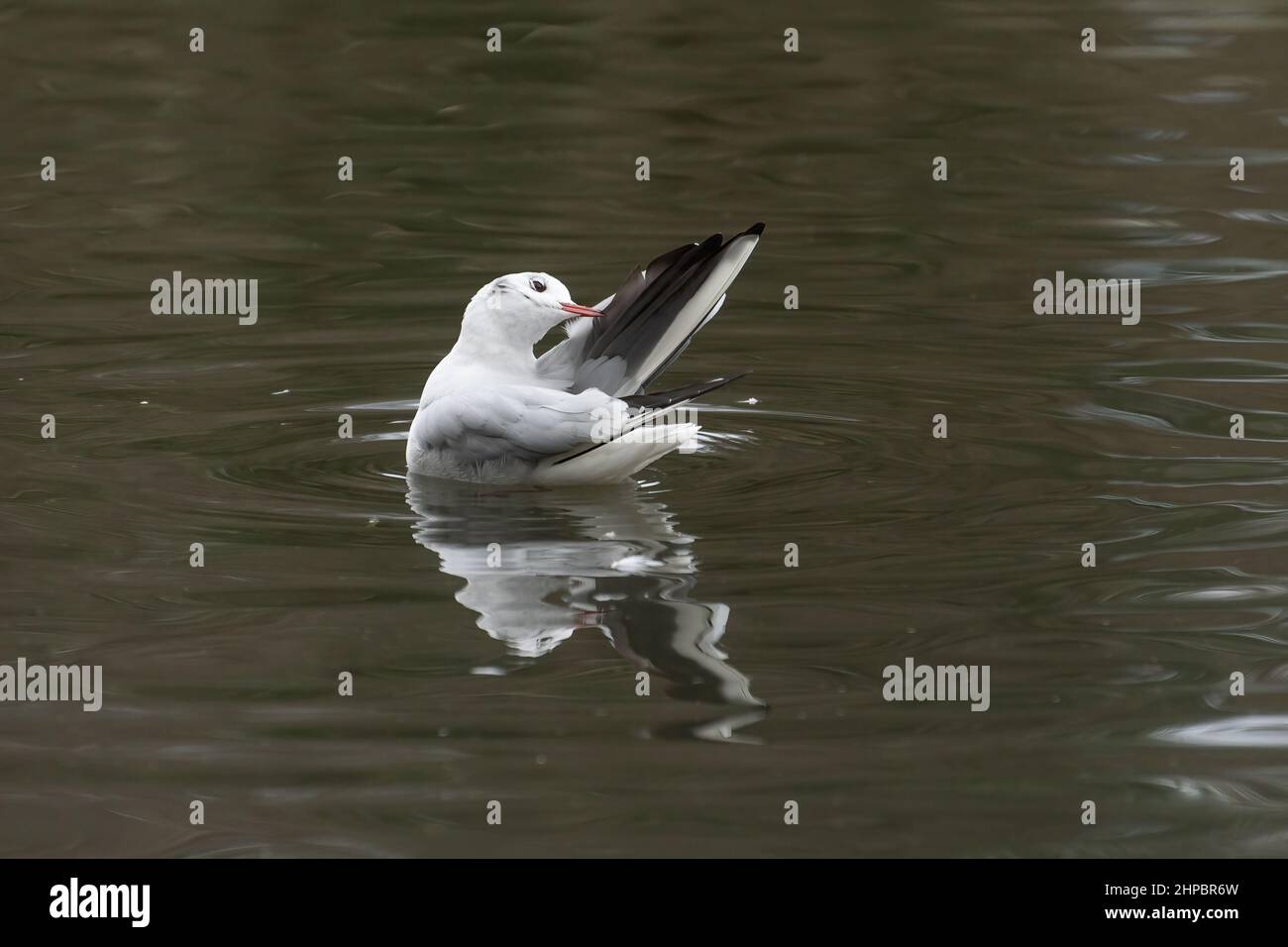 Il gabbiano dalla testa nera si prepara mentre galleggia sul lago Tehidy Foto Stock