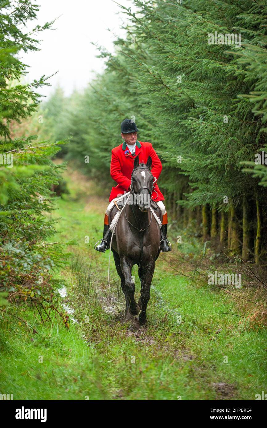 huntsman sul suo cavallo nella foresta Foto Stock