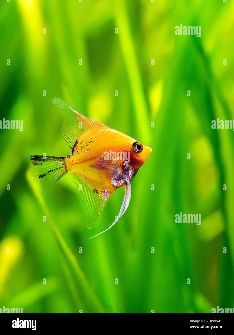 Angelfish diavolo rosso in pesci cisterna con sfondo sfocato (Pterophyllum scalare) Foto Stock