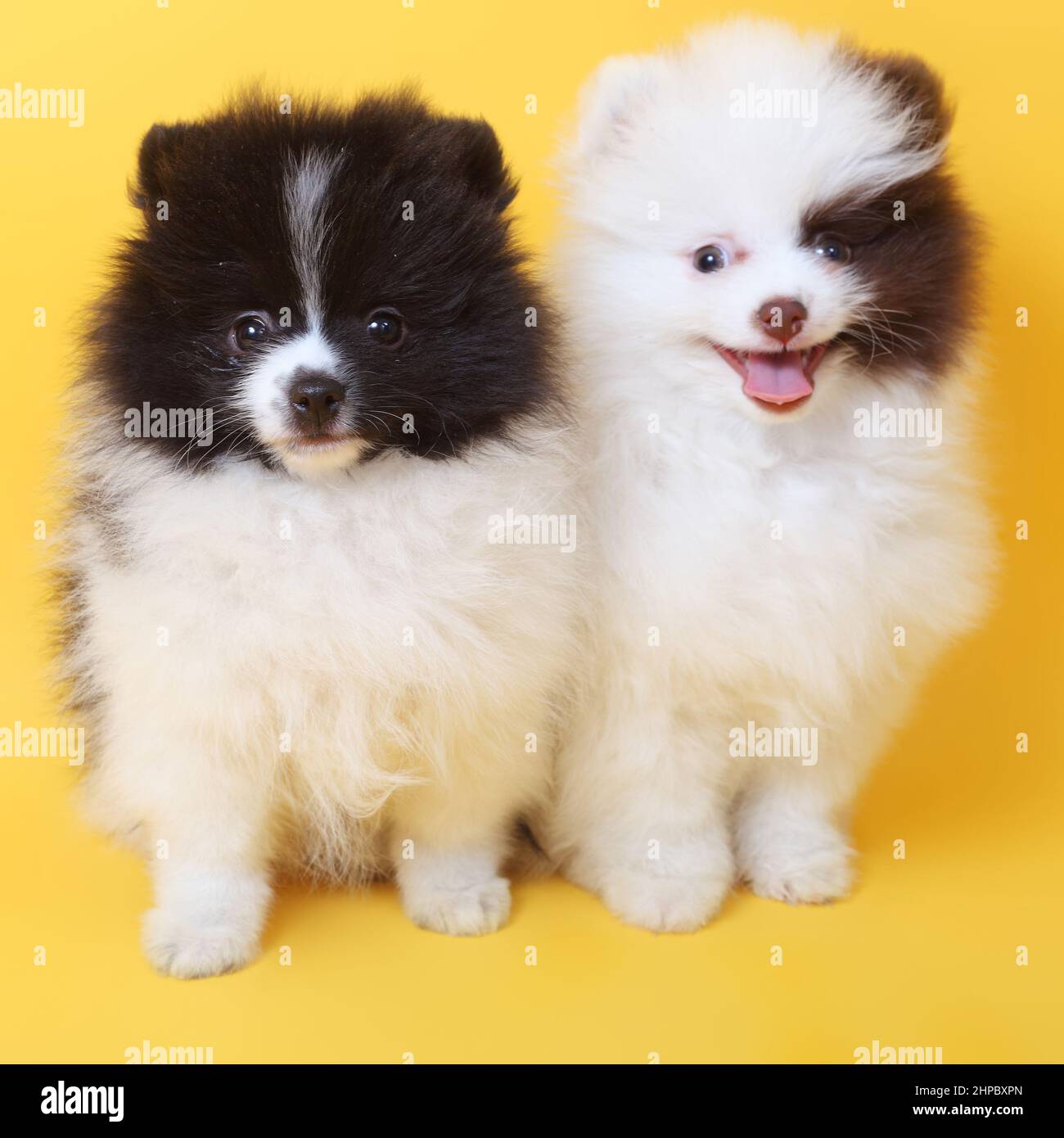 allegro carino cuccioli spitz Foto Stock