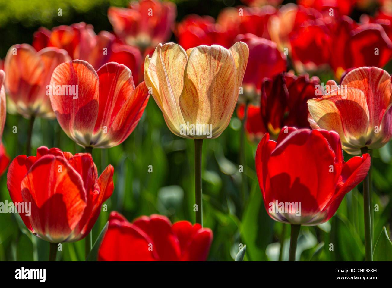 Un'abbondanza di tulipani che crescono nel sole di aprile Foto Stock