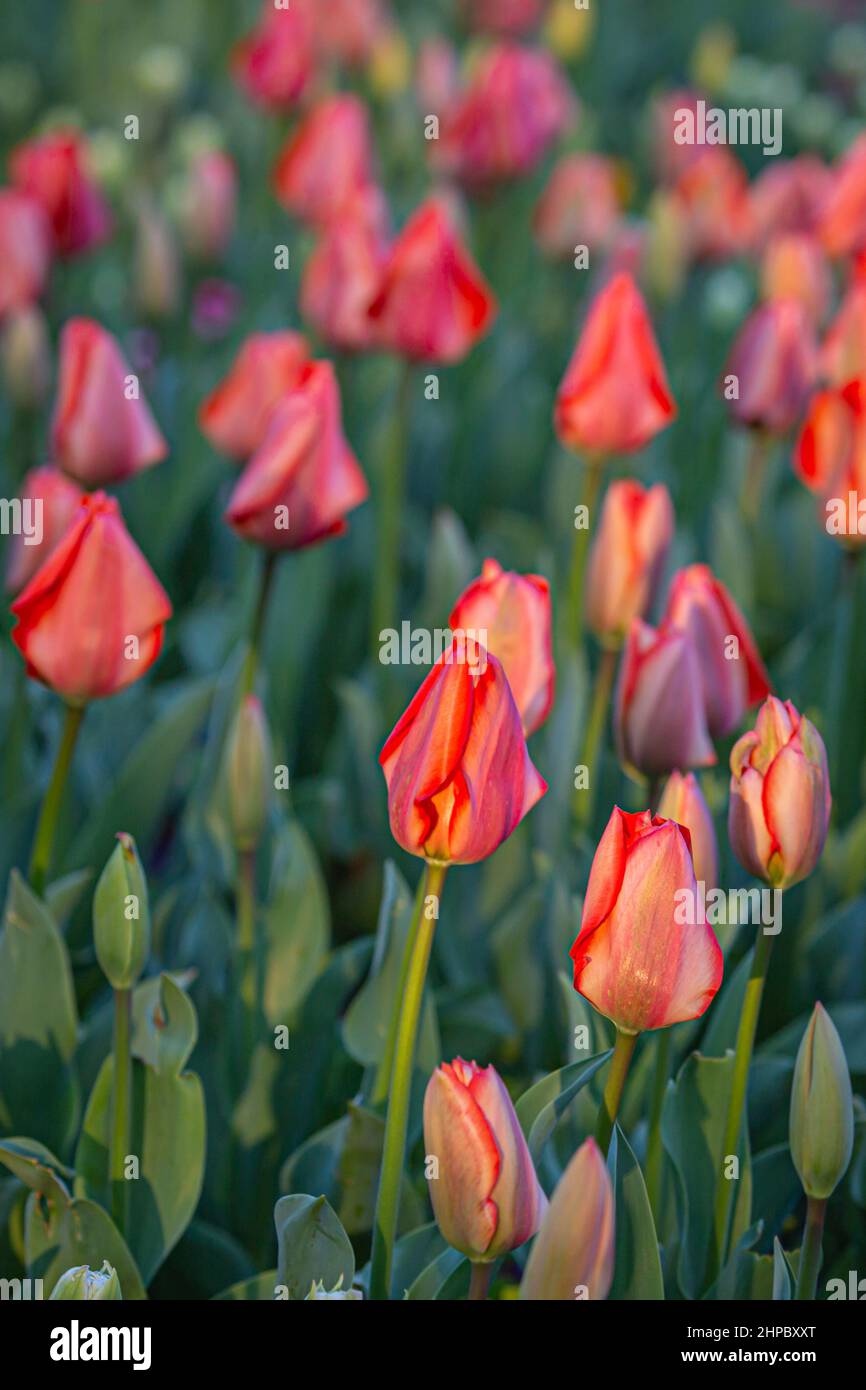 Un letto di tulipani rossi, con una profondità di campo poco profonda Foto Stock