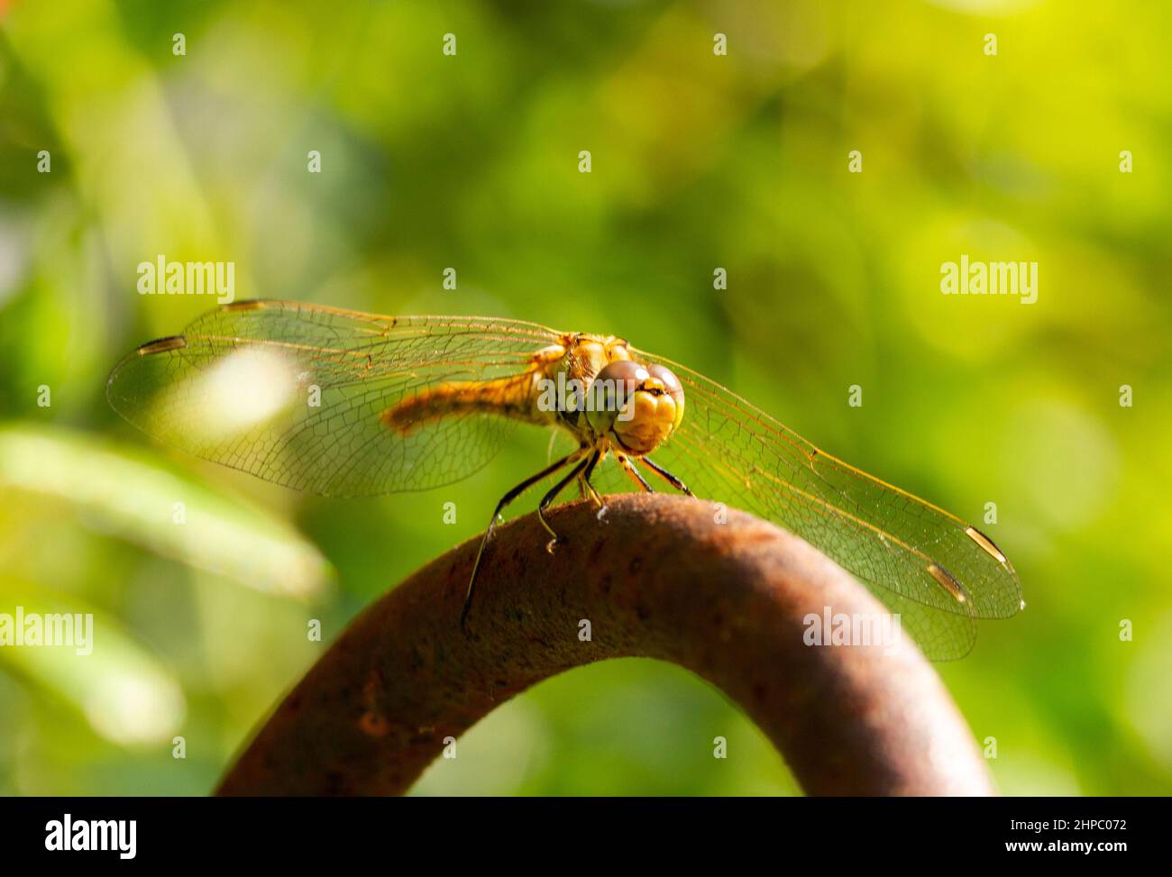 Foto macro seduto libellula in giardino con sfondo verde Foto Stock