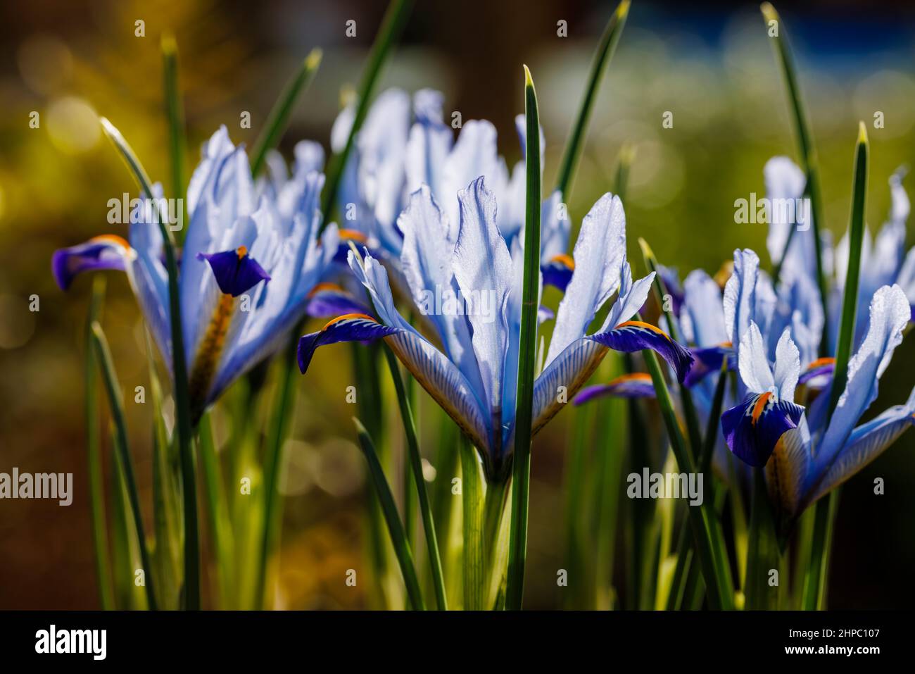 Blu, bianco e giallo bulbo hardy perenne iris reticolata 'Carolina' in fiore nel tardo inverno fino all'inizio della primavera (nativo dell'Iraq e dell'Iran) Foto Stock