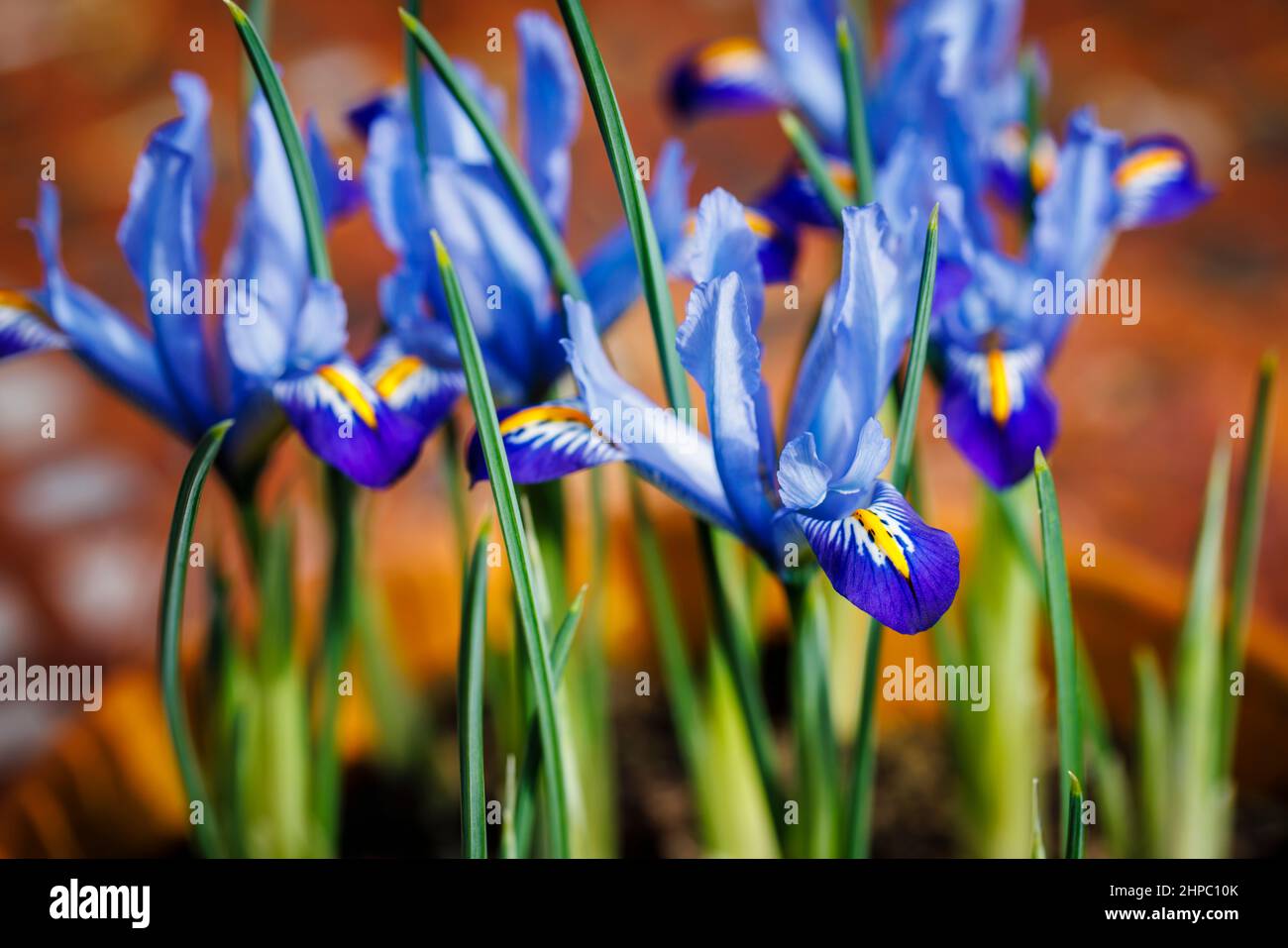 Blu, bianco e giallo bulbo hardy perenne iris reticolata 'Carolina' in fiore nel tardo inverno fino all'inizio della primavera (nativo dell'Iraq e dell'Iran) Foto Stock