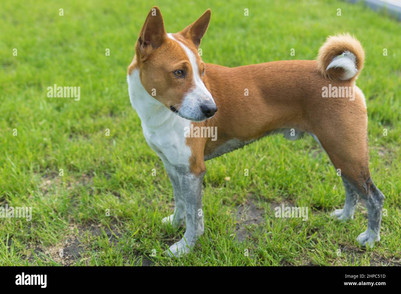 Ritratto di vista laterale di cane basenji maturo sporco in piedi su un prato fresco dopo essere stato eseguito in luoghi sporchi Foto Stock
