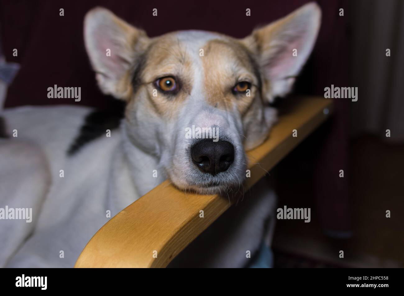 Bel ritratto di razza mista bianco cane che si trova triste all'interno della sedia umana e mettere la testa sul gomito-resto Foto Stock