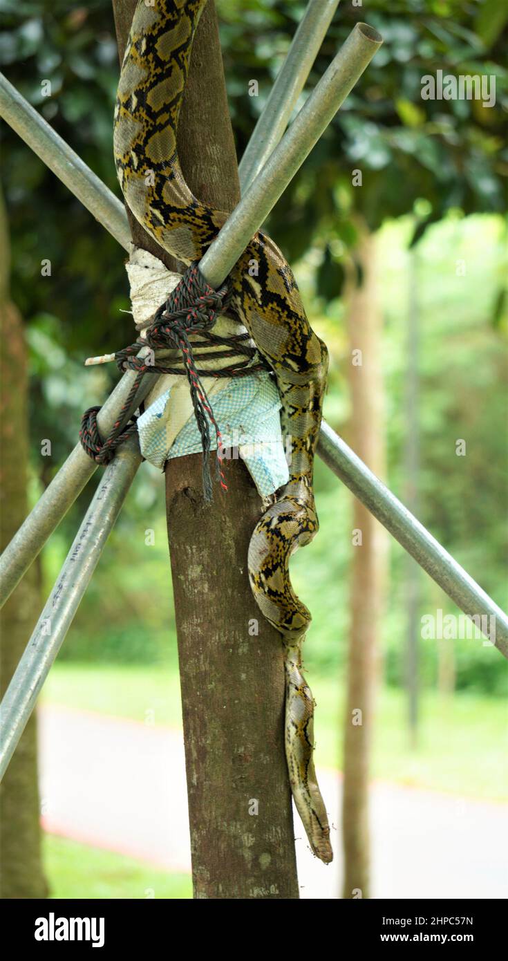 Python sull'albero al passaggio pedonale di Singapore Foto Stock