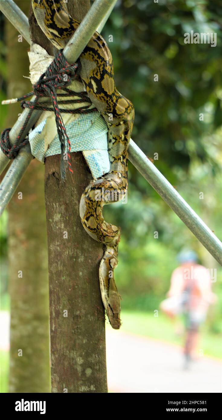 Python sull'albero al passaggio pedonale di Singapore Foto Stock