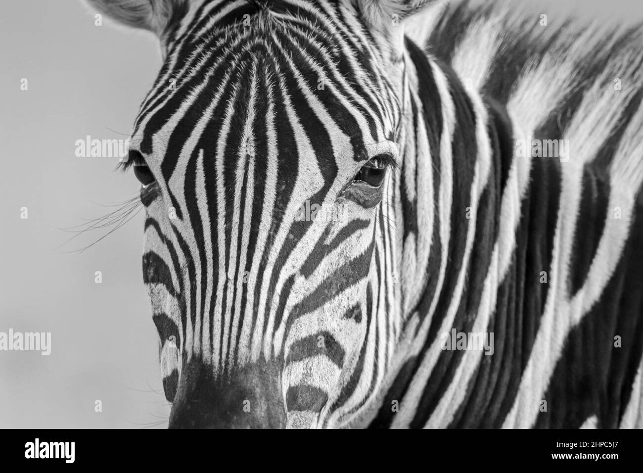 Pianura Zebra, Sudafrica Foto Stock