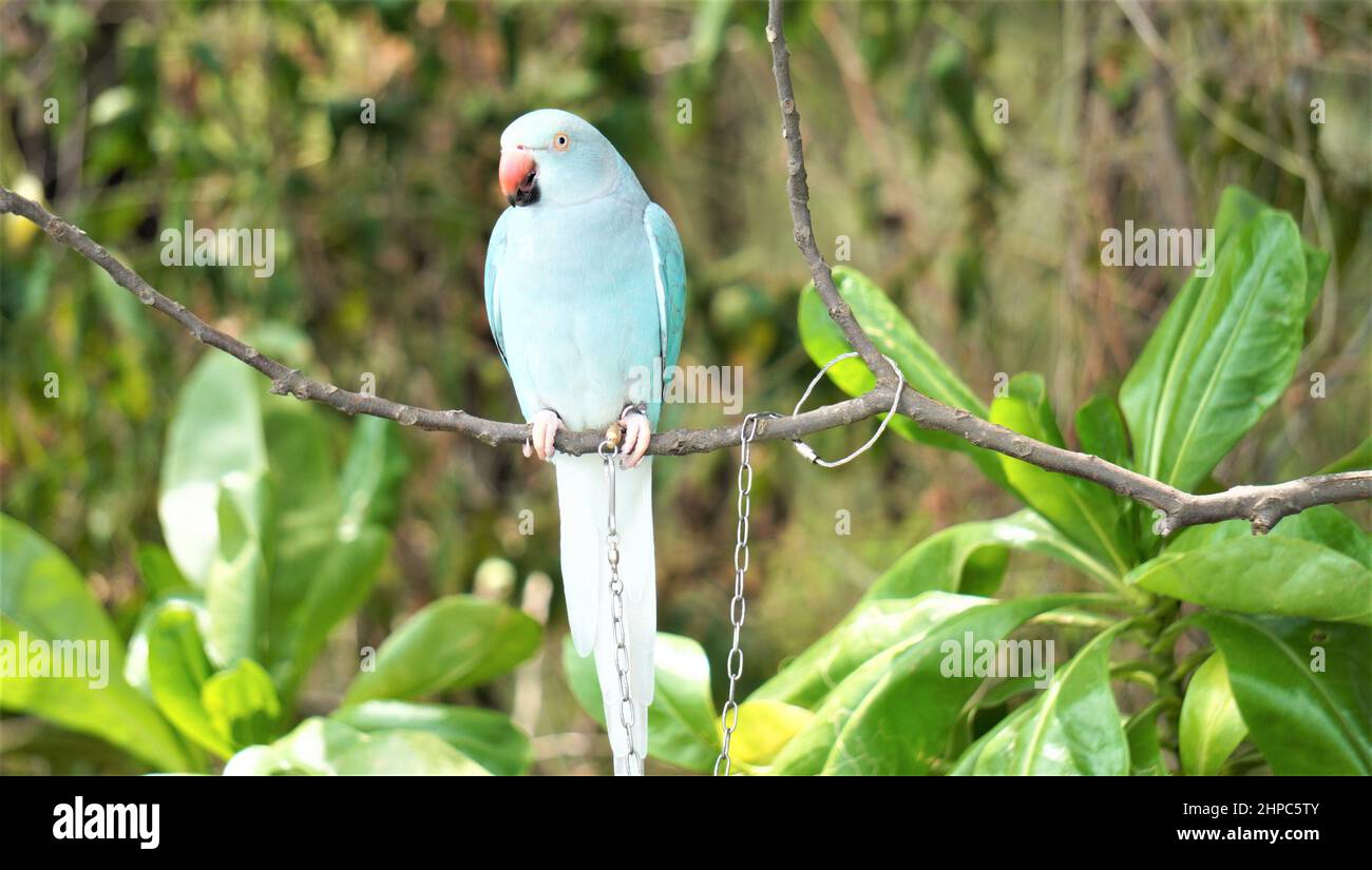 Bel pappagallo seduto sul ramo dell'albero Foto Stock
