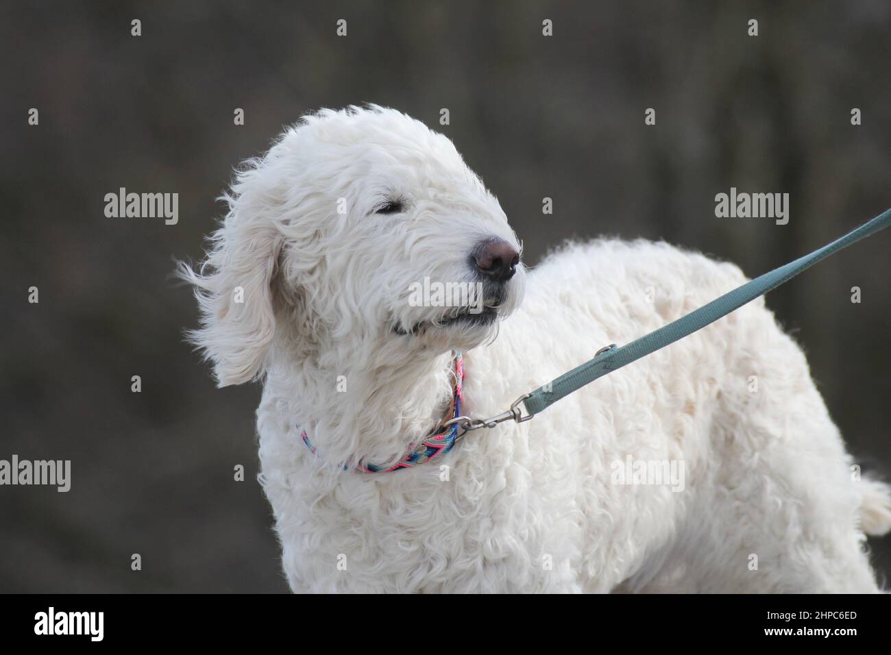 Bedlington Terrier, cane da caccia britannico, bianco, vento soffia pelliccia dal viso. Foto Stock