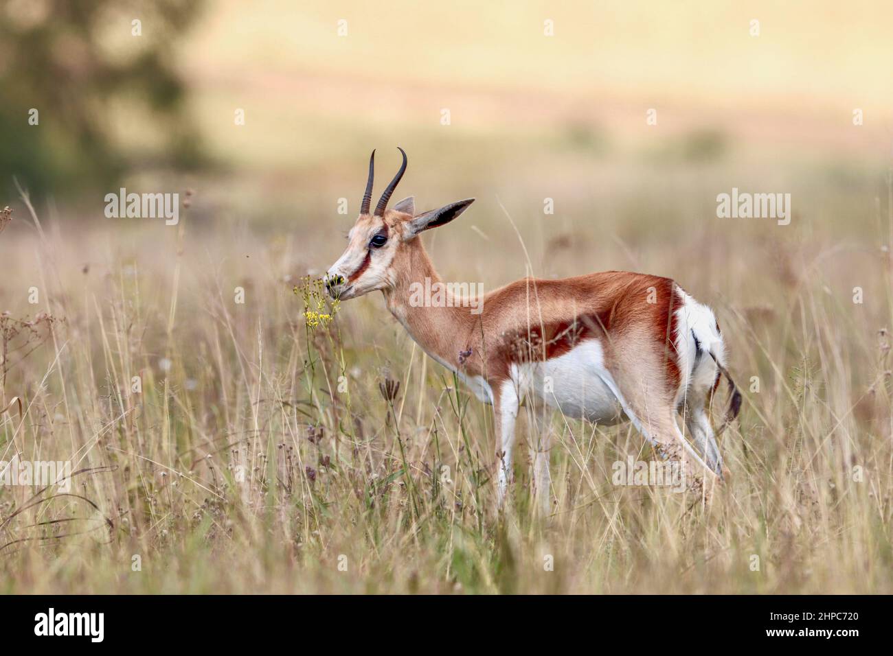 Springbok ewe, Sudafrica Foto Stock