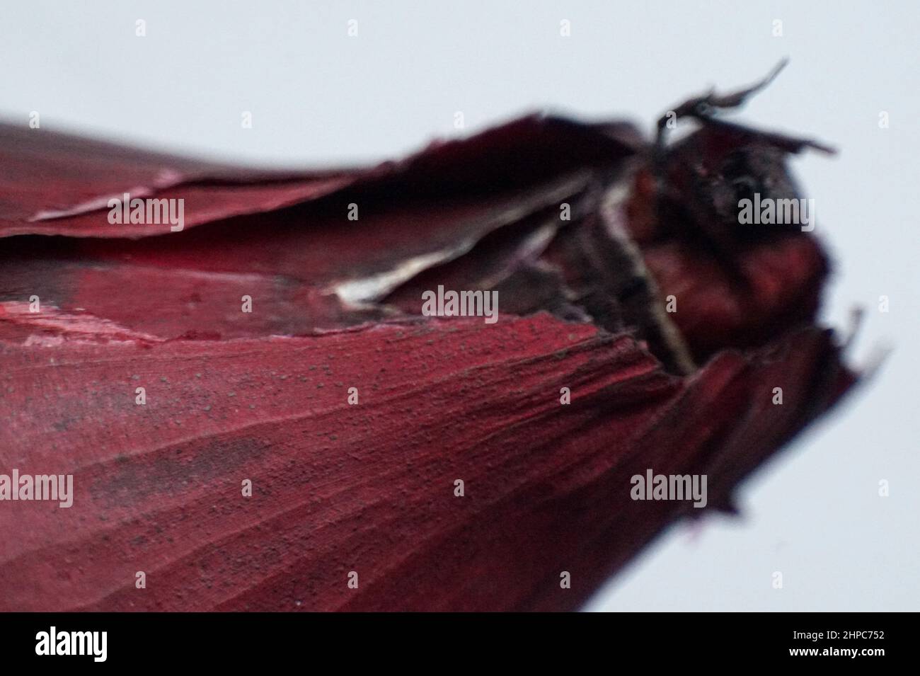 In prossimità di una cipolla rossa Foto Stock