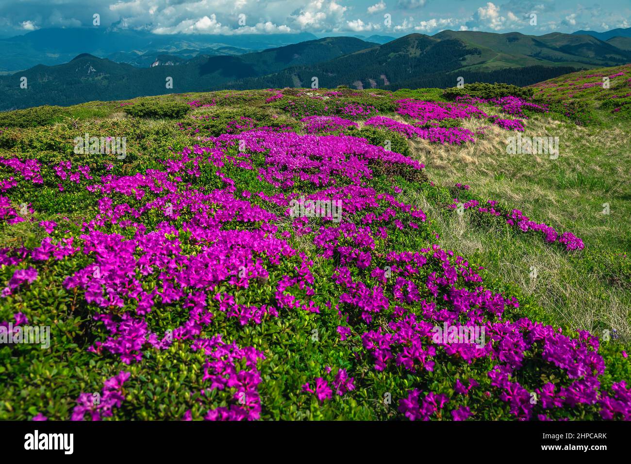Paesaggio naturale estivo mozzafiato, campi di rododendro rosa fioriti sulle colline delle montagne di Leaota, Carpazi, Transilvania, Romania, Europa Foto Stock