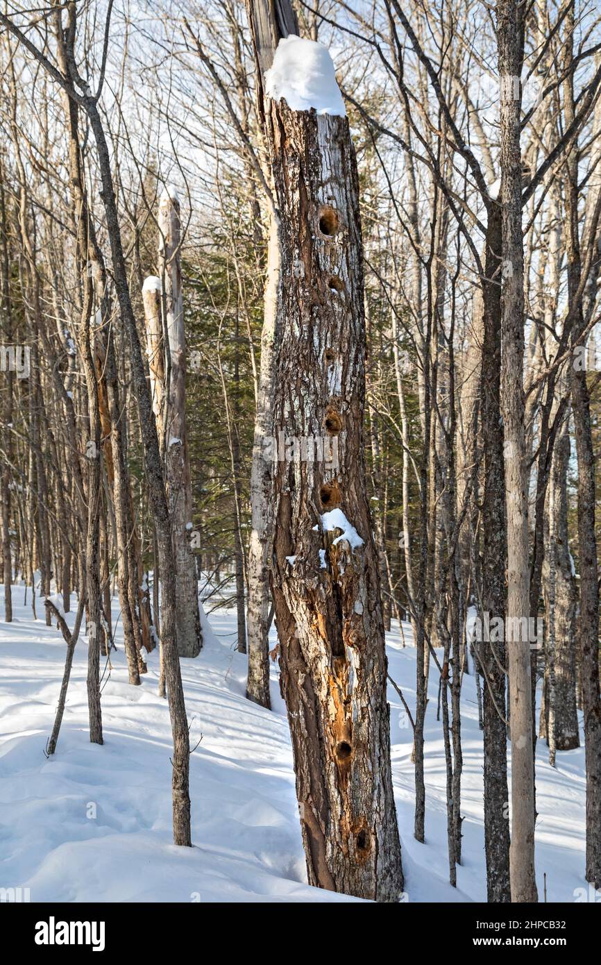 Eben Junction, Michigan - buchi trapanati da un picchio di bosco in un albero morto nel Rock River Canyon Wilderness della Hiawatha National Forest. Foto Stock