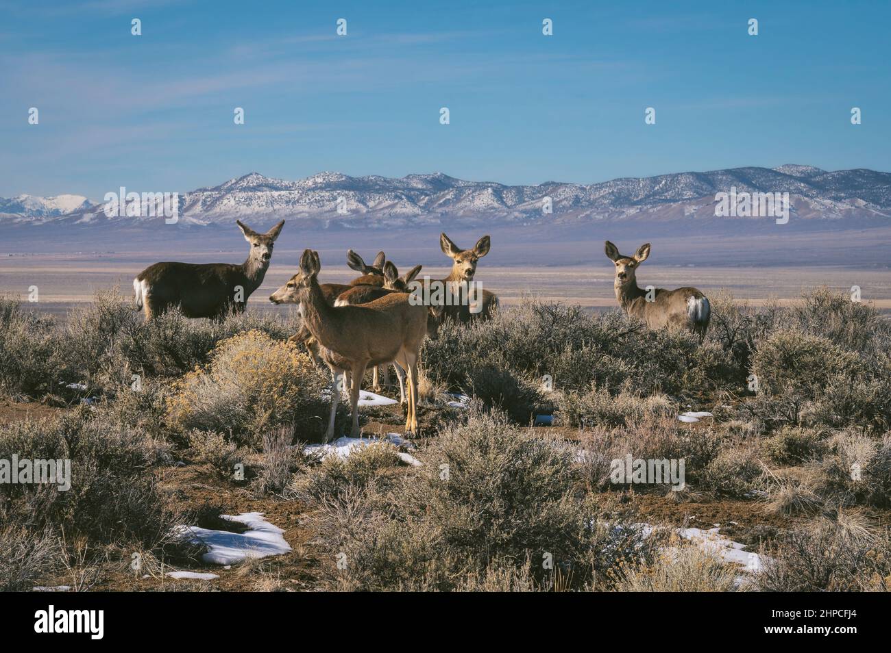 Cervi di muli che guardano la macchina fotografica nel deserto del Nevada Foto Stock