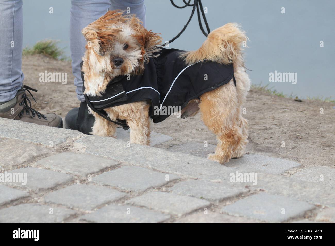 Morkie, Malteser Yorkshire Mix nel giorno della tempesta. In abbigliamento da cane, guinzaglio, vento laterale. . Foto Stock