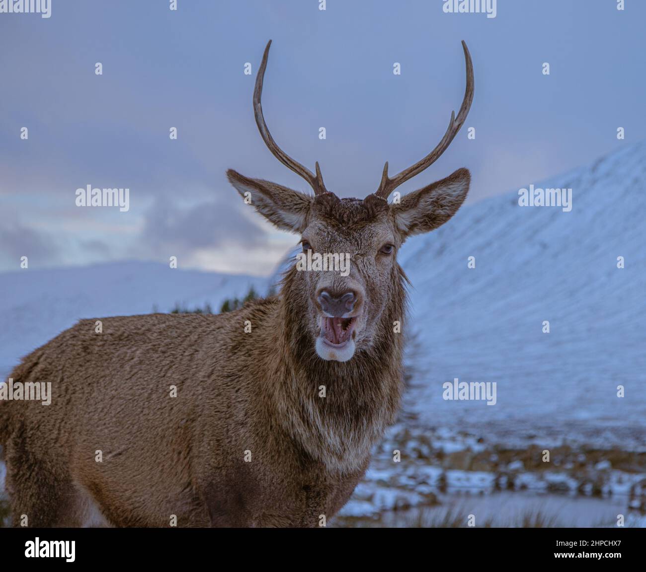 Un cervo si pone per la macchina fotografica in una giornata invernale a Glencoe, Scozia Foto Stock