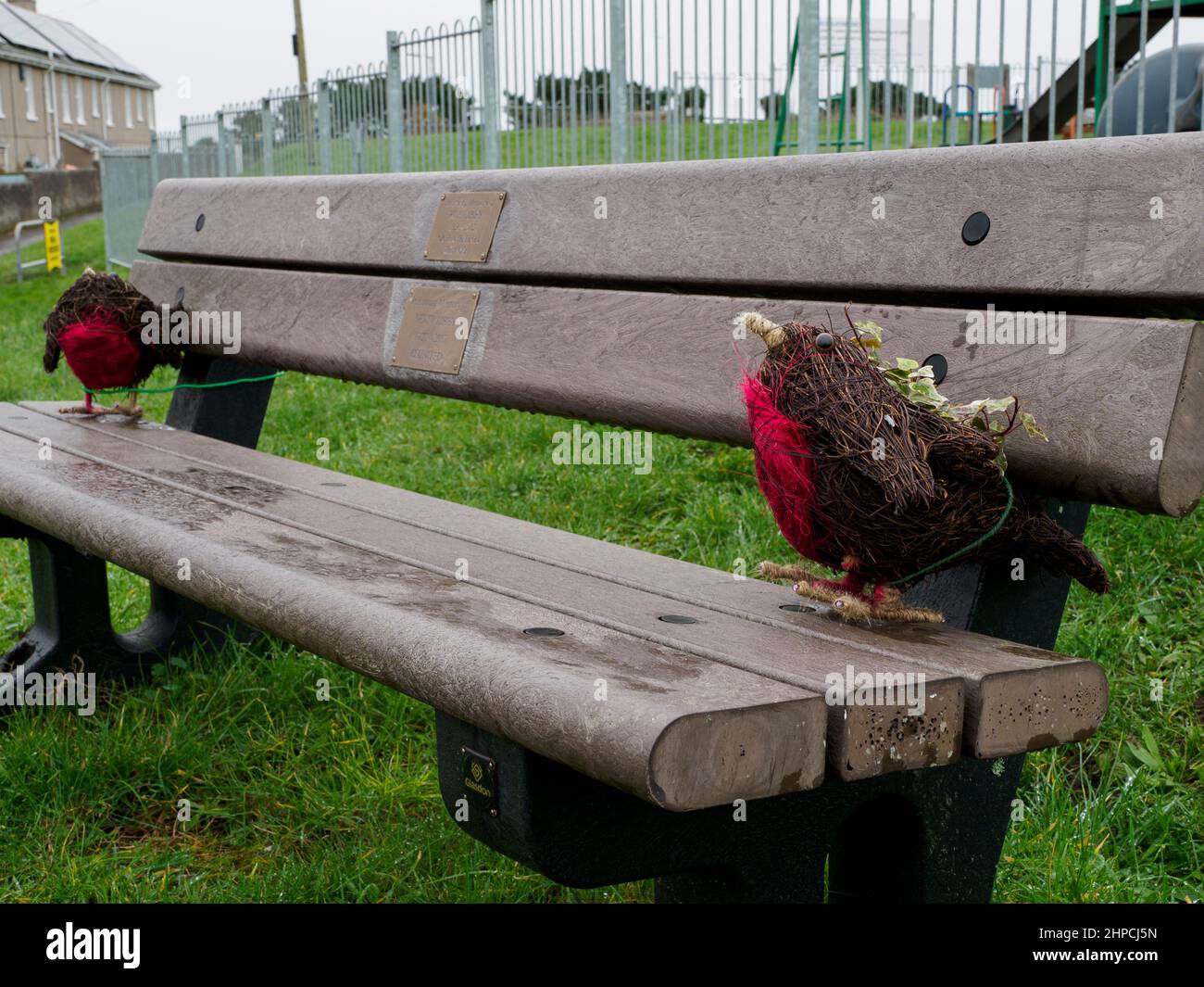 Robin piantatrici di uccelli di una panca commemorativa, Polruan, Cornovaglia, Regno Unito Foto Stock