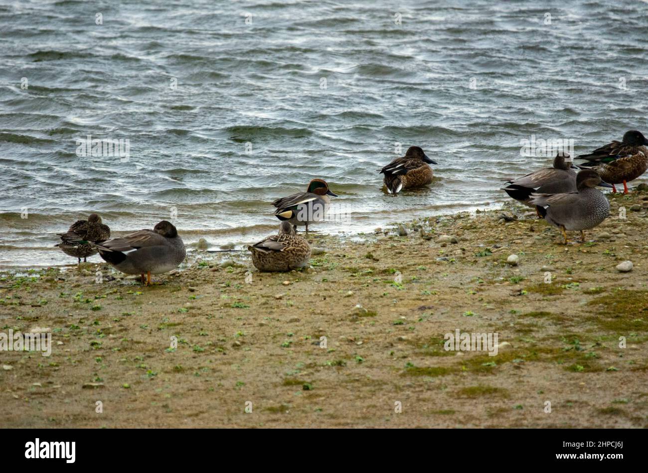 Un gregge di teal, anas crecca, al bordo dell'acqua, guardato da una pala, spatola clypeata, nell'acqua Foto Stock