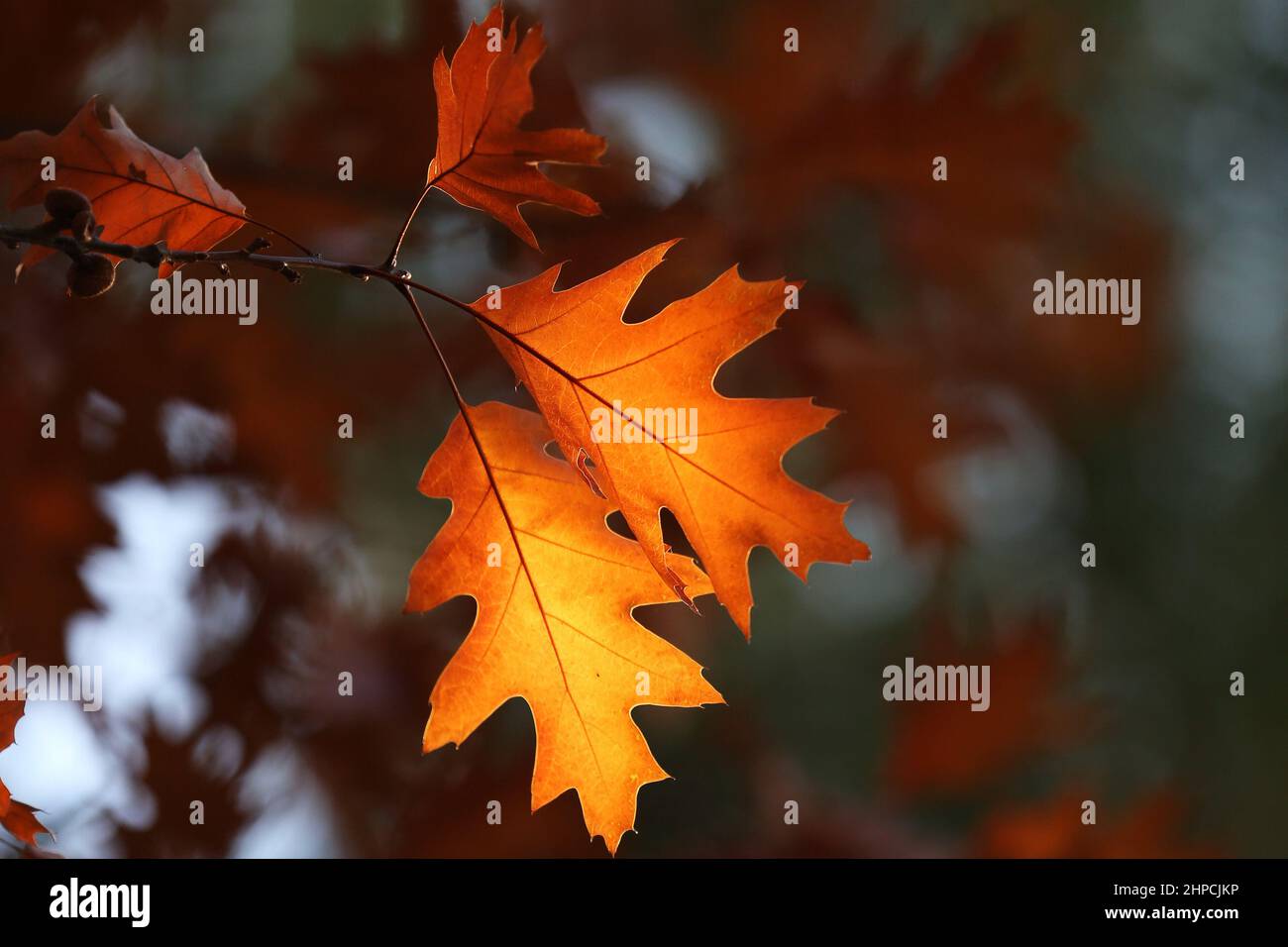 Un paio di foglie di quercia che illuminano da un ultimo fascio solare. Autunno a Berlino, Germania Foto Stock