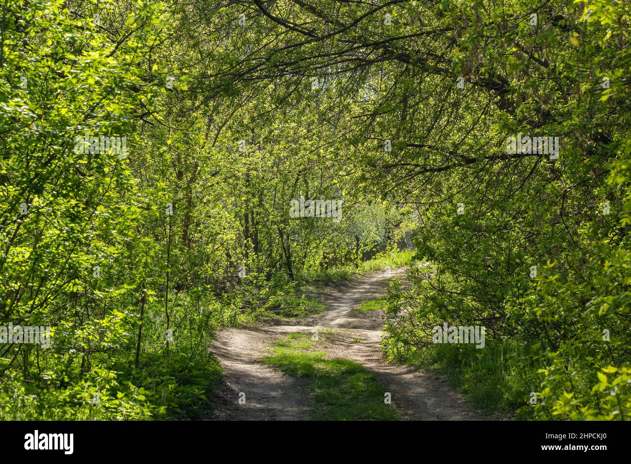 Strada sterrata in un tunnel verde nella foresta di primavera con foglie fresche piccole Foto Stock