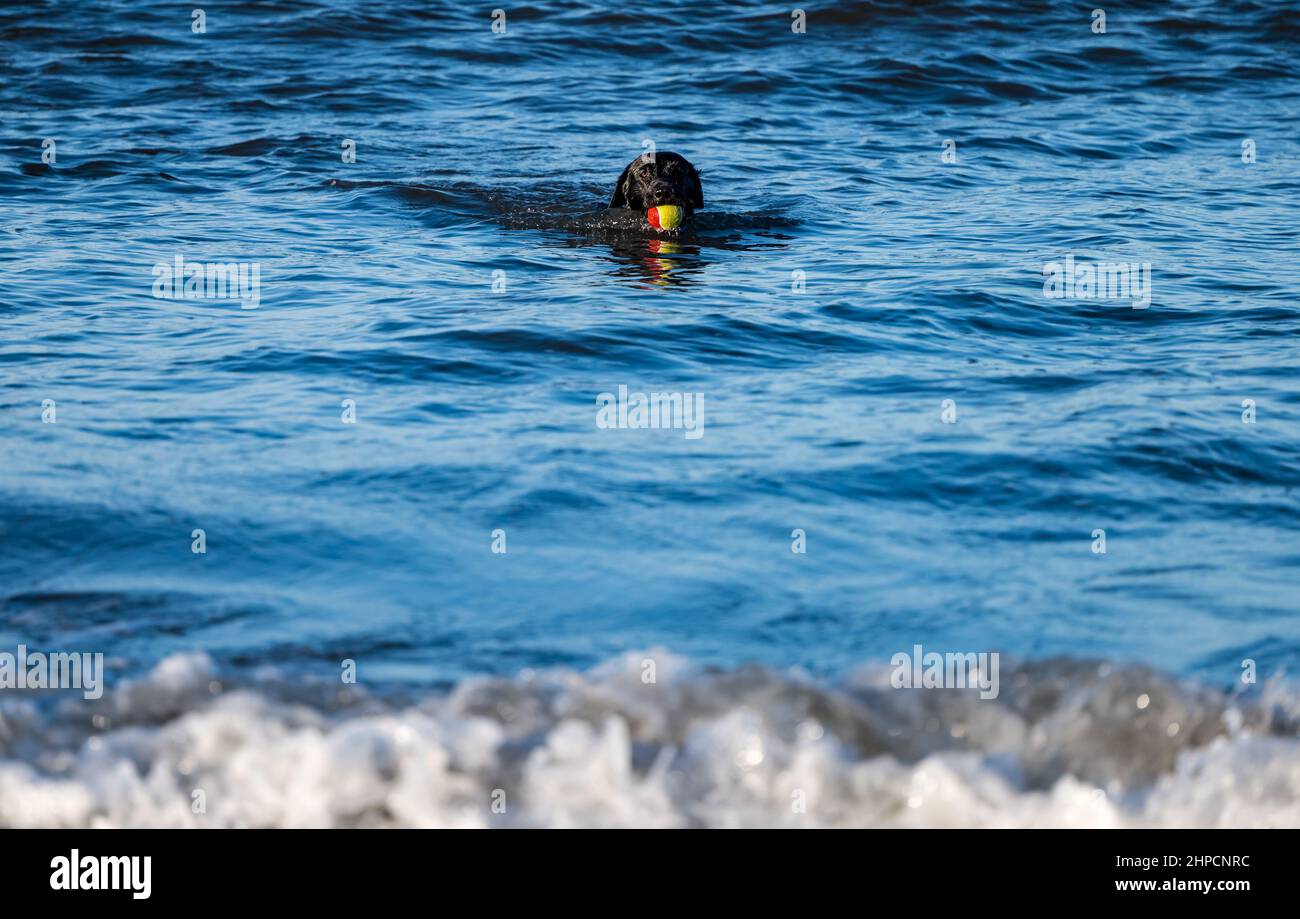 Black Labrador cane fetching palla in acqua di mare in giorno di sole, Scozia, Regno Unito Foto Stock