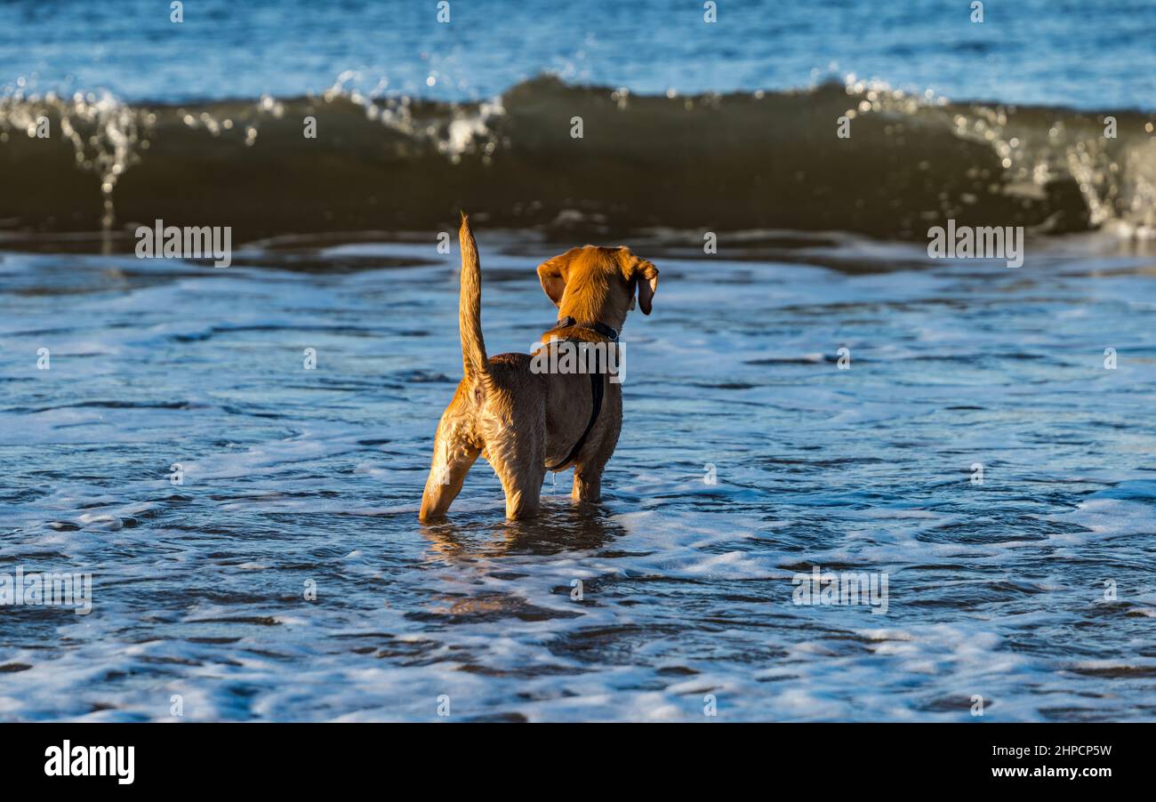 Goldlen Labrador cucciolo cane in acqua di mare watchign onda il giorno di sole, Scozia, Regno Unito Foto Stock