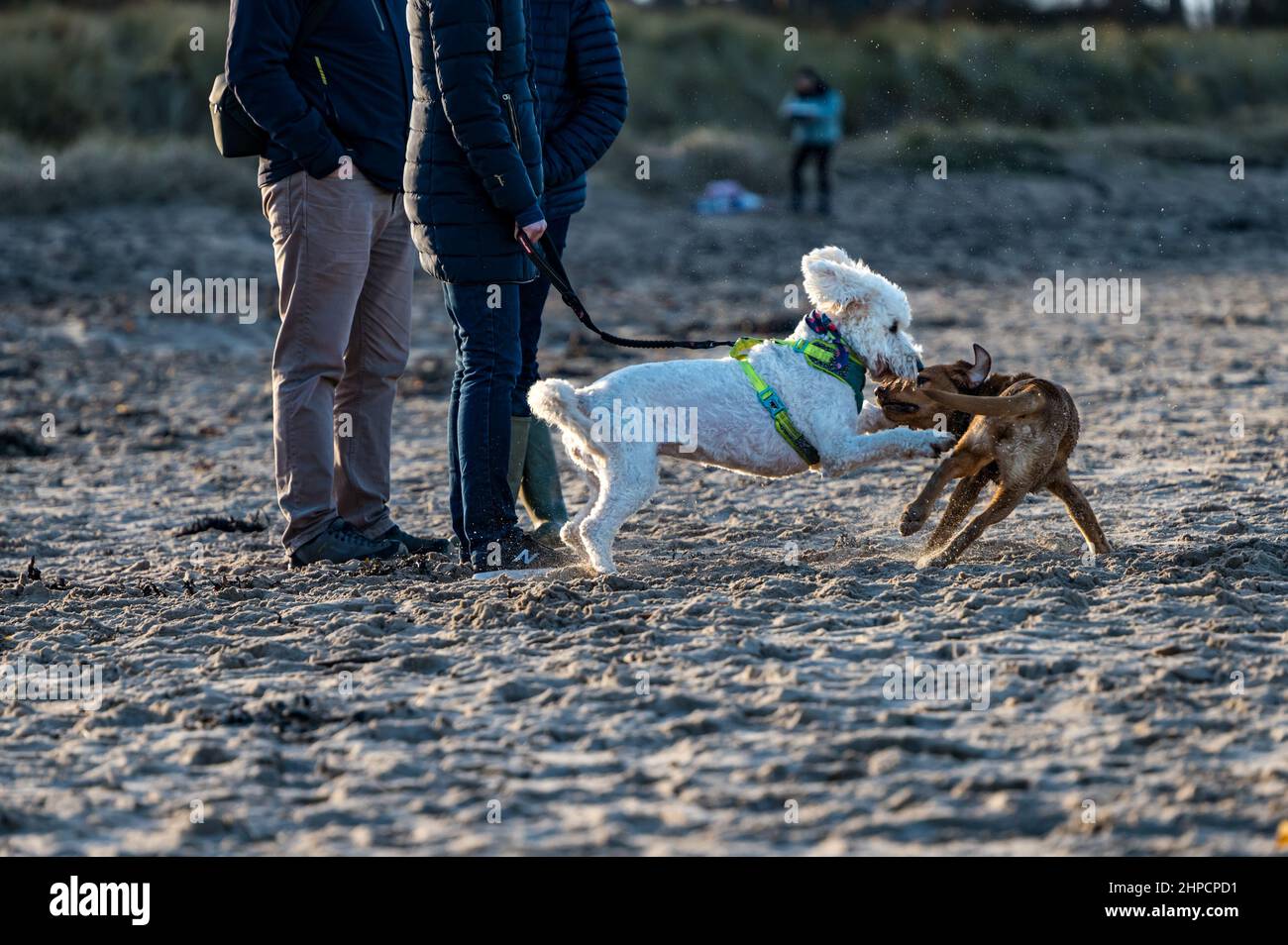 Cani eccitati che giocano a combattere sulla spiaggia con un cane in testa con i proprietari Scozia, Regno Unito Foto Stock