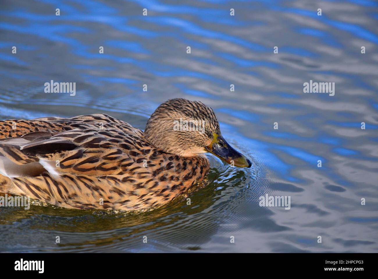 Mallard anatra o Anas platyrhynchos Foto Stock