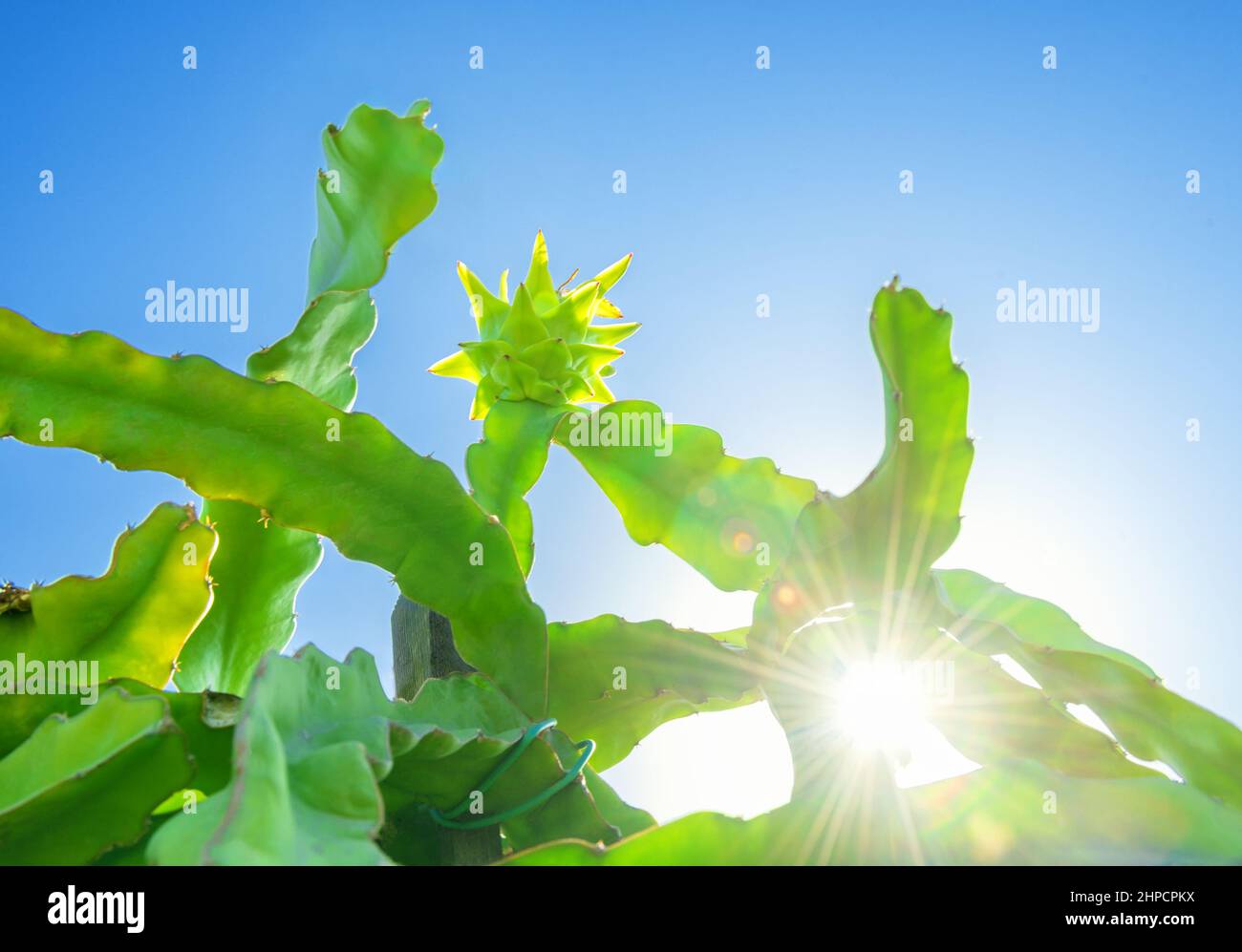 Albero di cactus di frutta del drago con frutta verde sulla parte superiore. Cielo blu brillante, sole con lente svasata Foto Stock