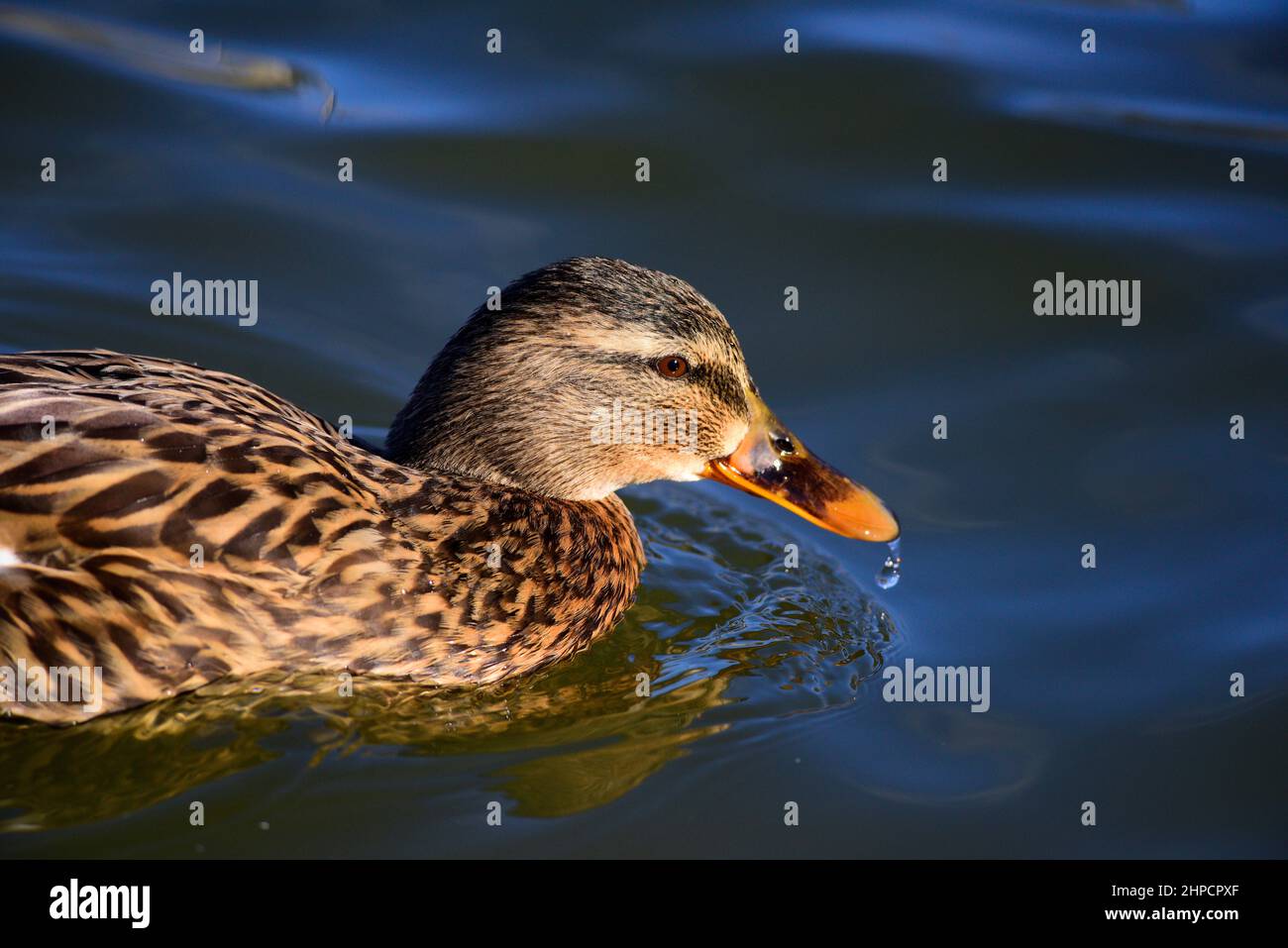 Mallard anatra o Anas platyrhynchos Foto Stock