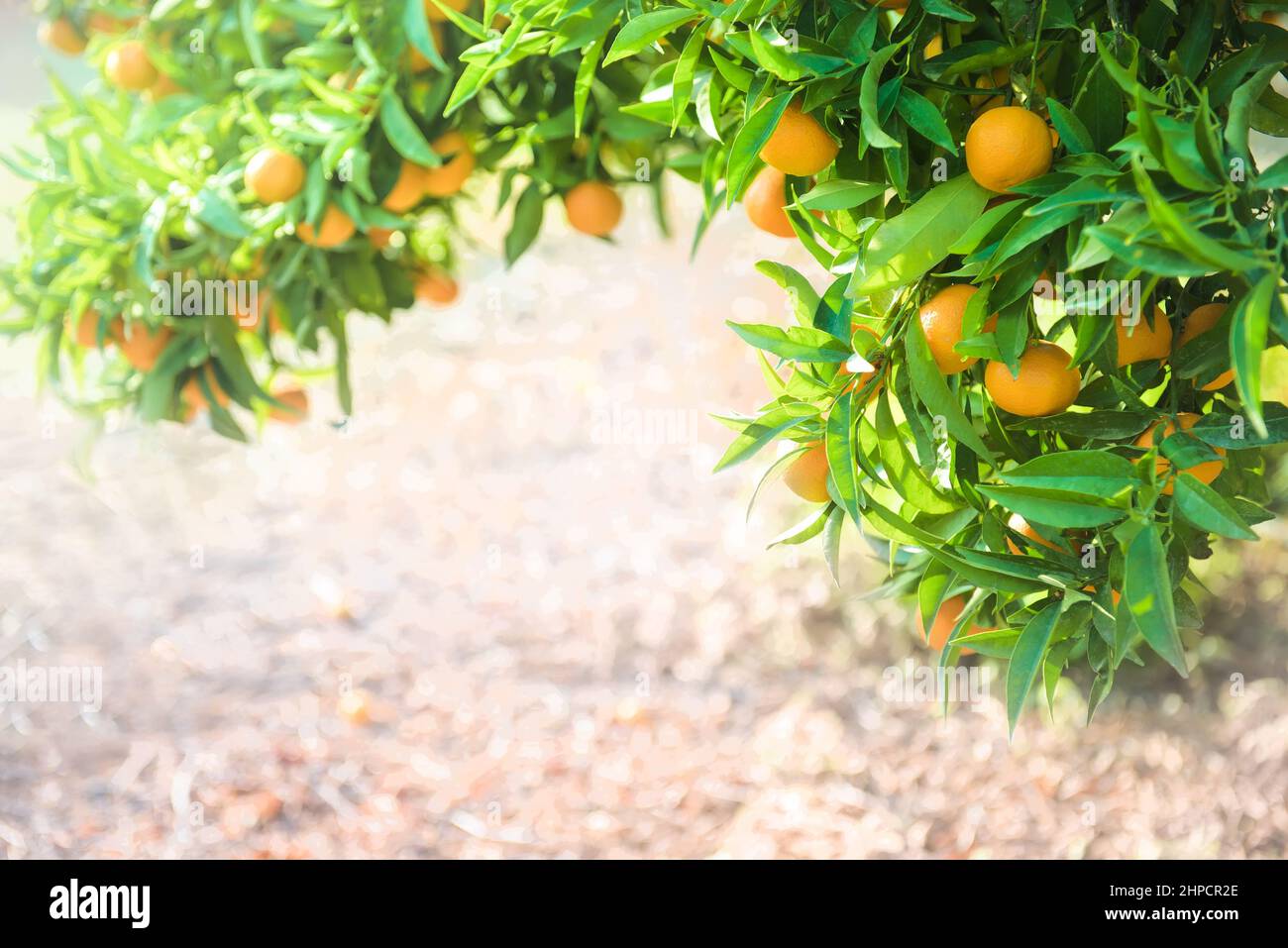 Rami di arance con frutta in frutteto di agrumi, spazio copia Foto Stock