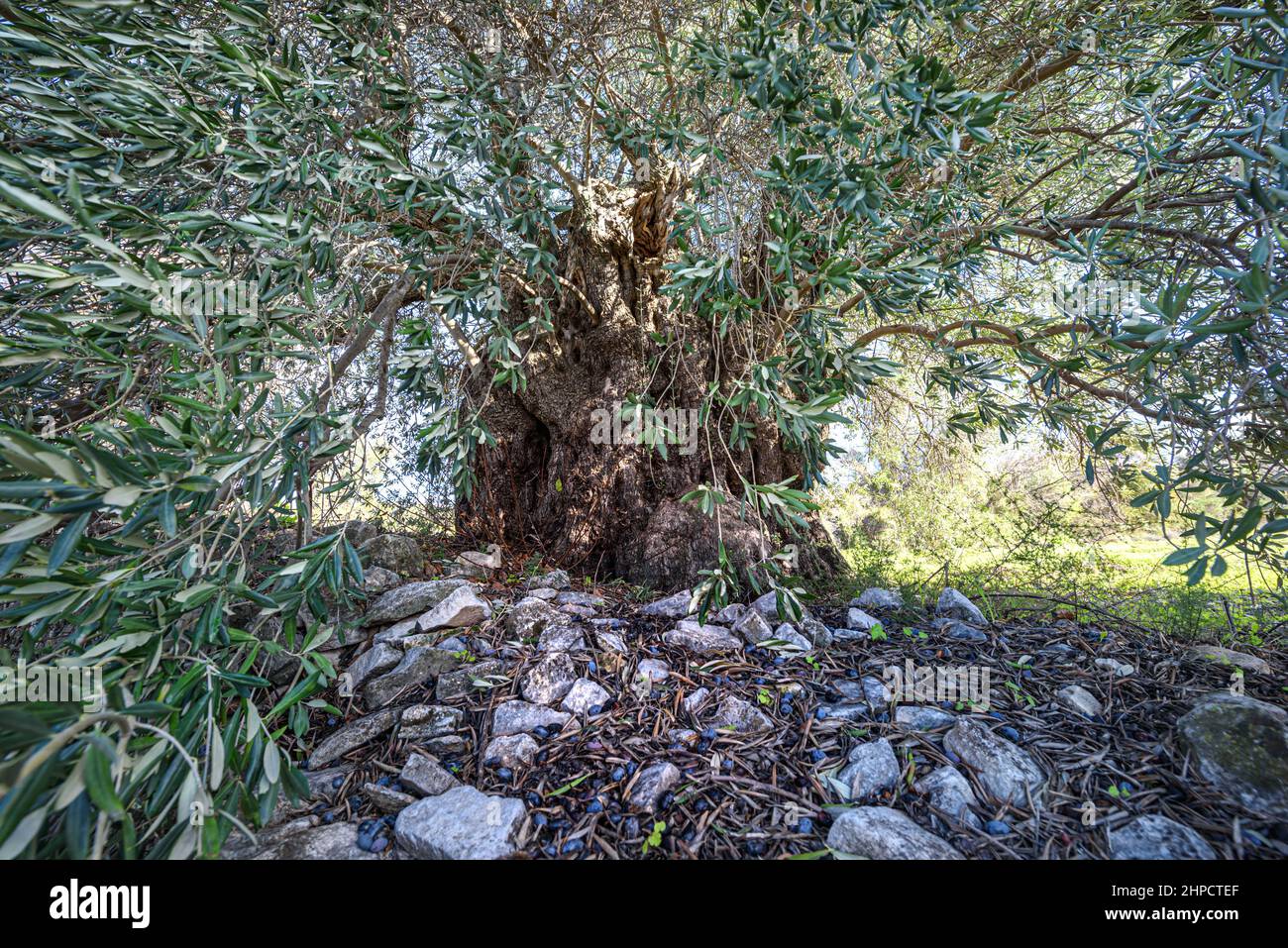 Antico olivo con grande tronco deformato e frutti a terra, drammatica prospettiva grandangolare Foto Stock