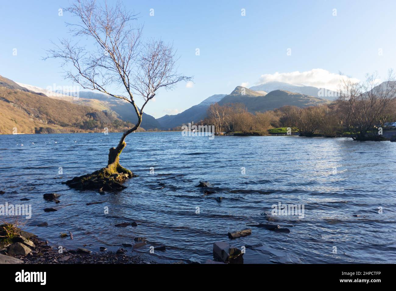 Albero solistico su Llyn Padarn nel Parco Nazionale di Snowdonia con il Monte Snowdon alle spalle Foto Stock